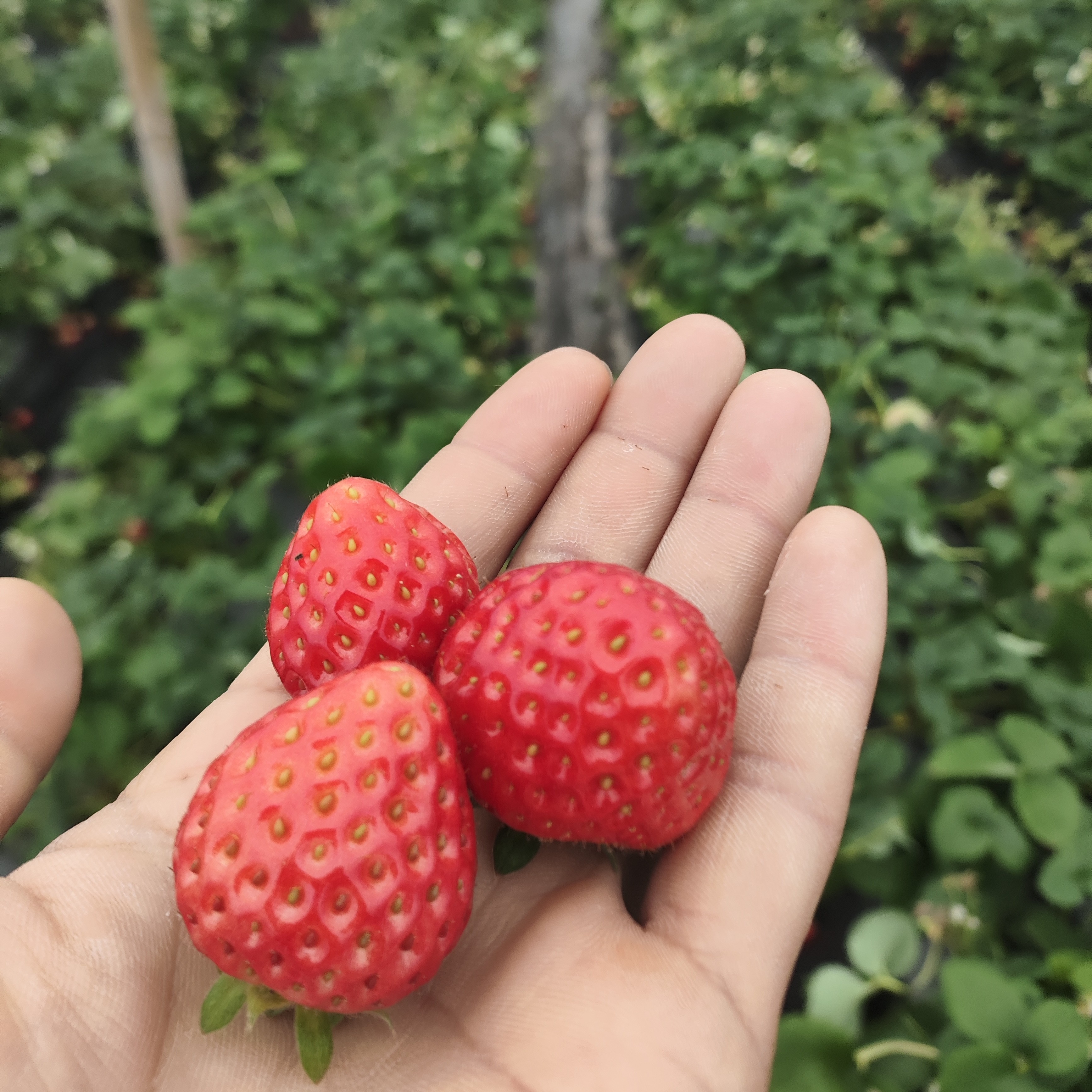 湖南省怀化市心怡草莓园，苹果牛奶草莓小果三斤湖南省