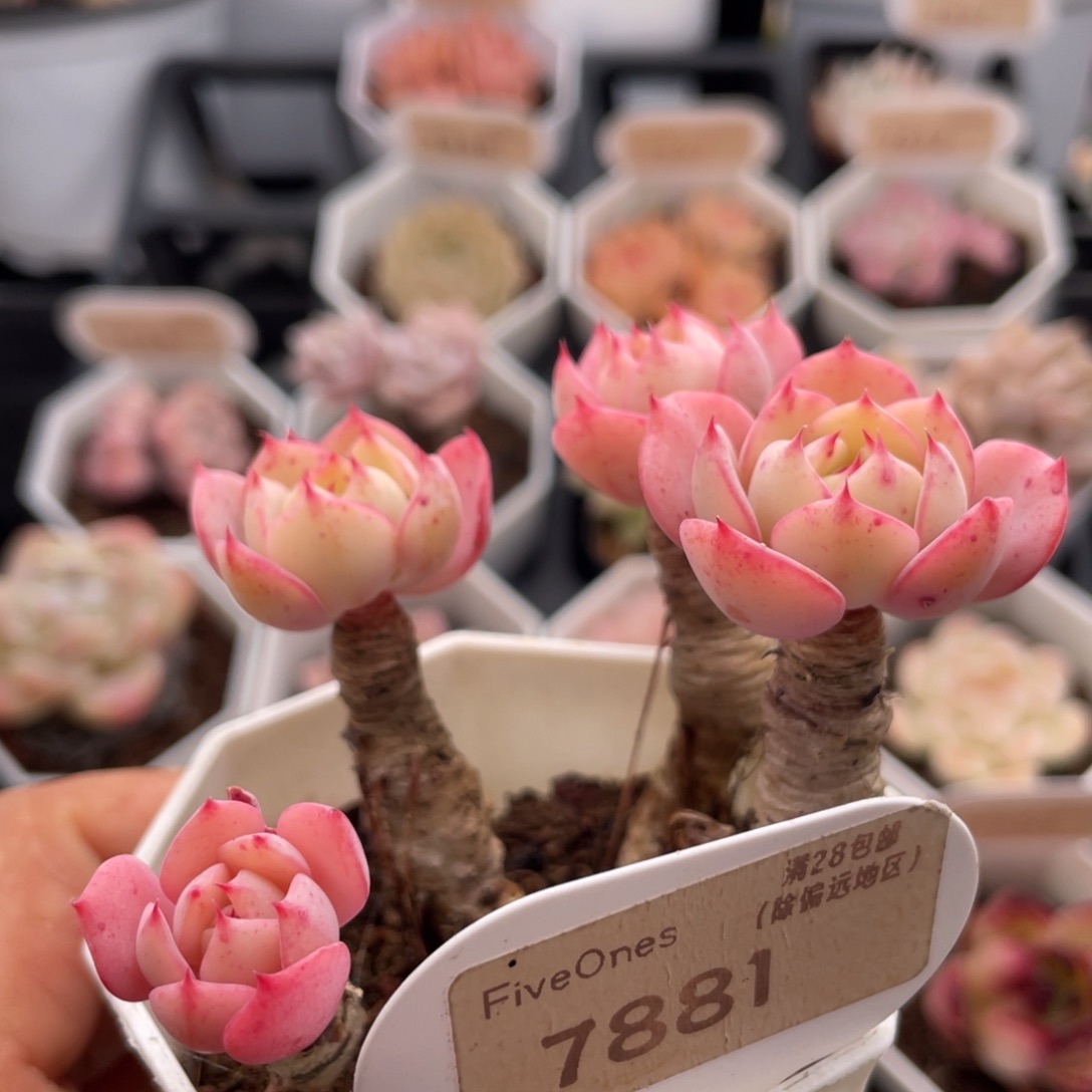 奶油黄桃7881-7.0厘米