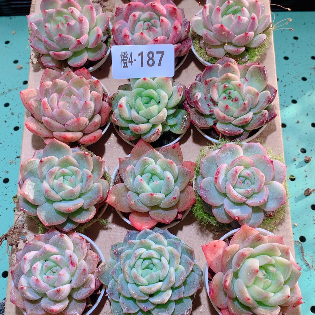 4-187一物一拍多肉带盆18颗