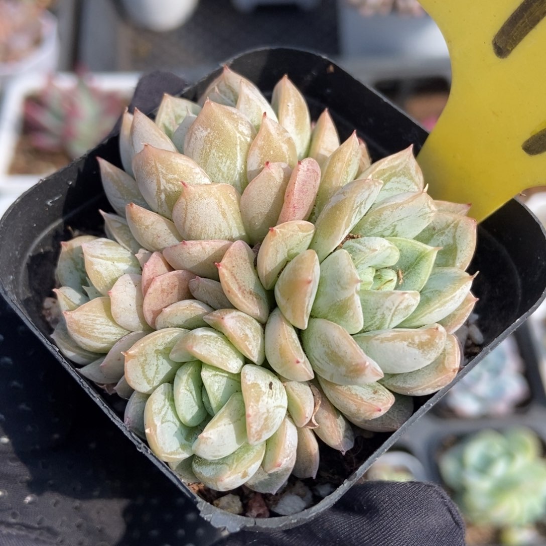 14爱沙公主多肉植物^_^