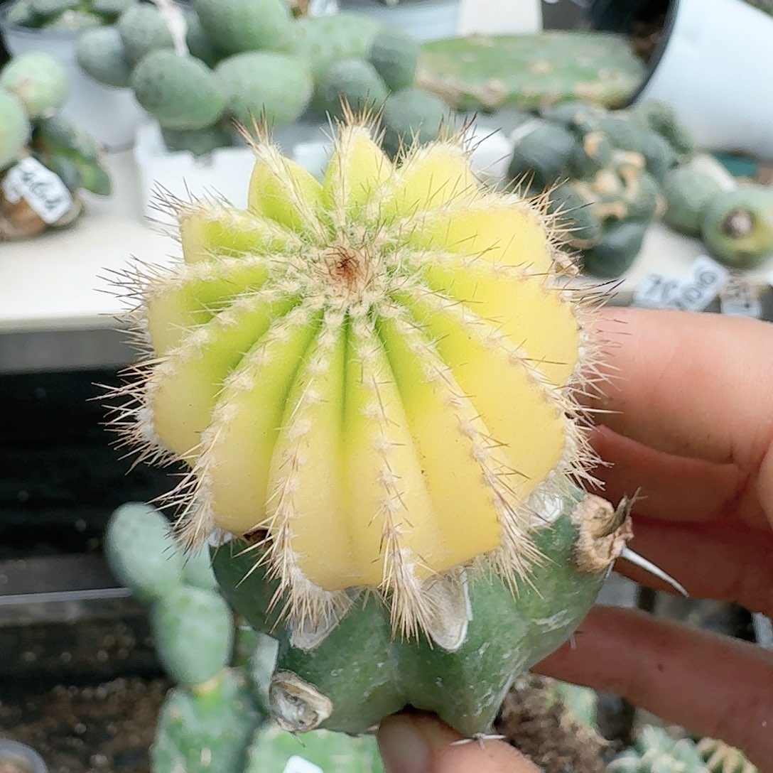 【闪购商品】无花朵佩****三尤波球锦微瑕疵758