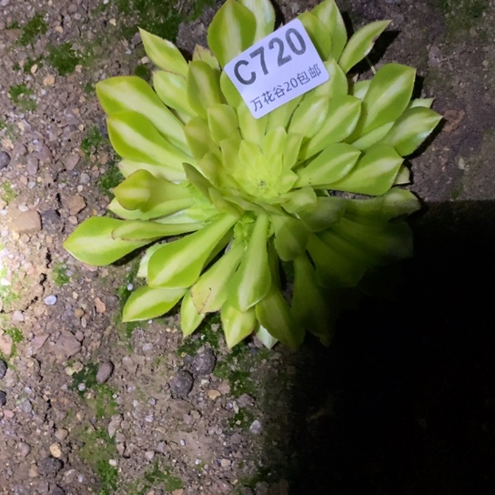 720颜如玉多肉植物