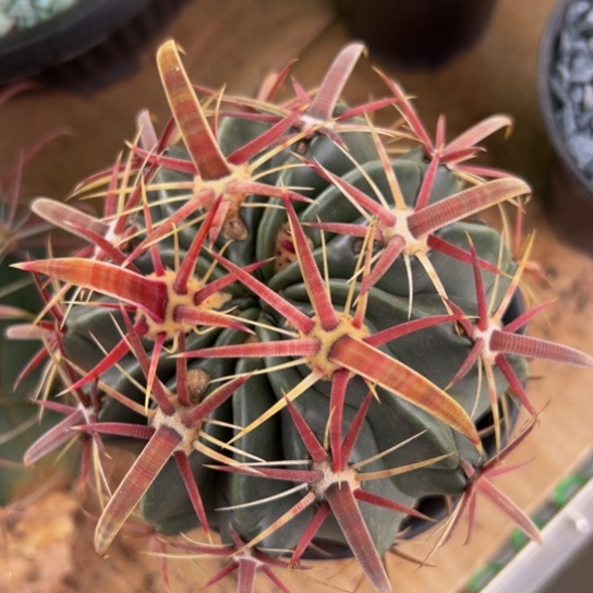 墨西哥丸叶（精品日出）