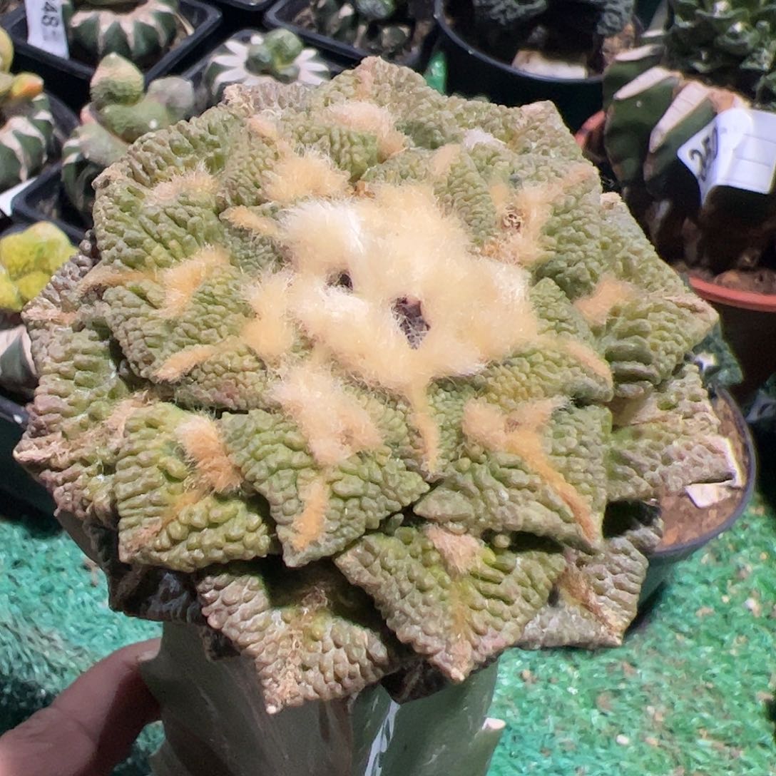 颗粒大尤黑牡丹仙人球682