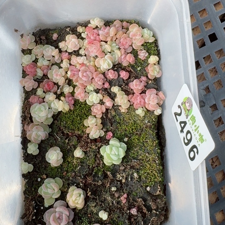 多肉植物多肉植物