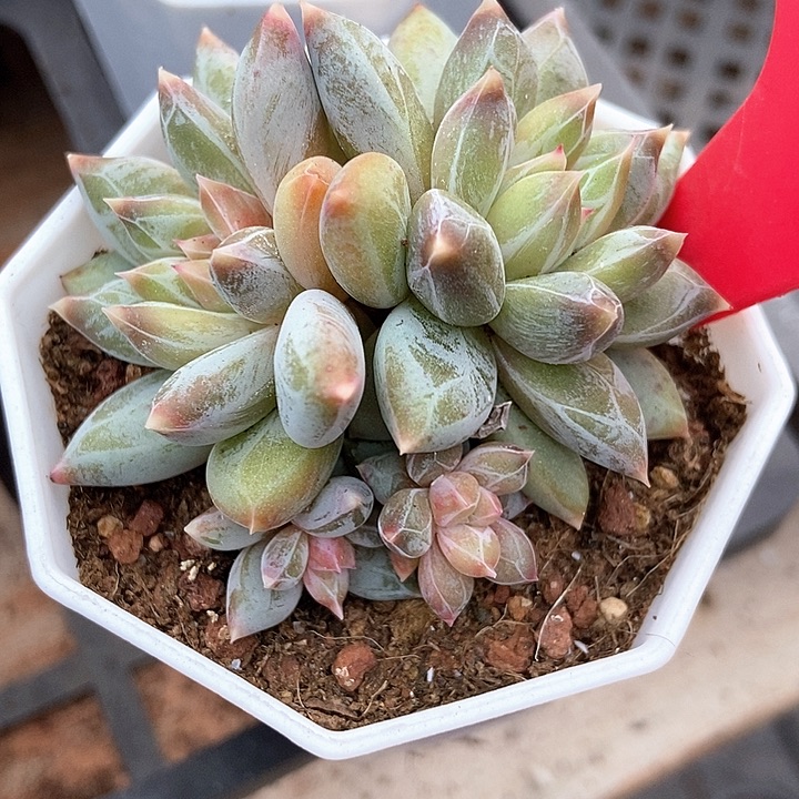 程****多肉植物伊丽莎白977多肉