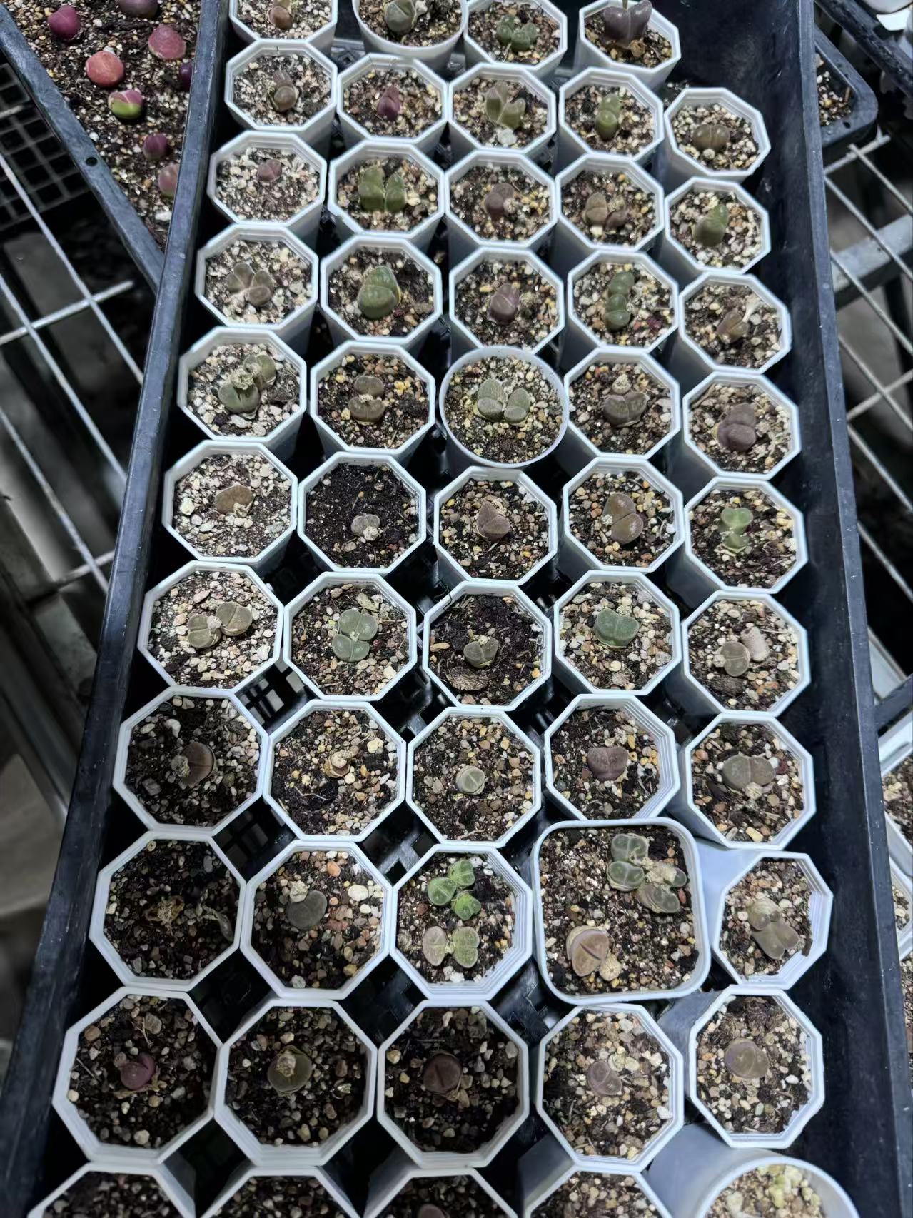 151多肉植物山本风铃一颗