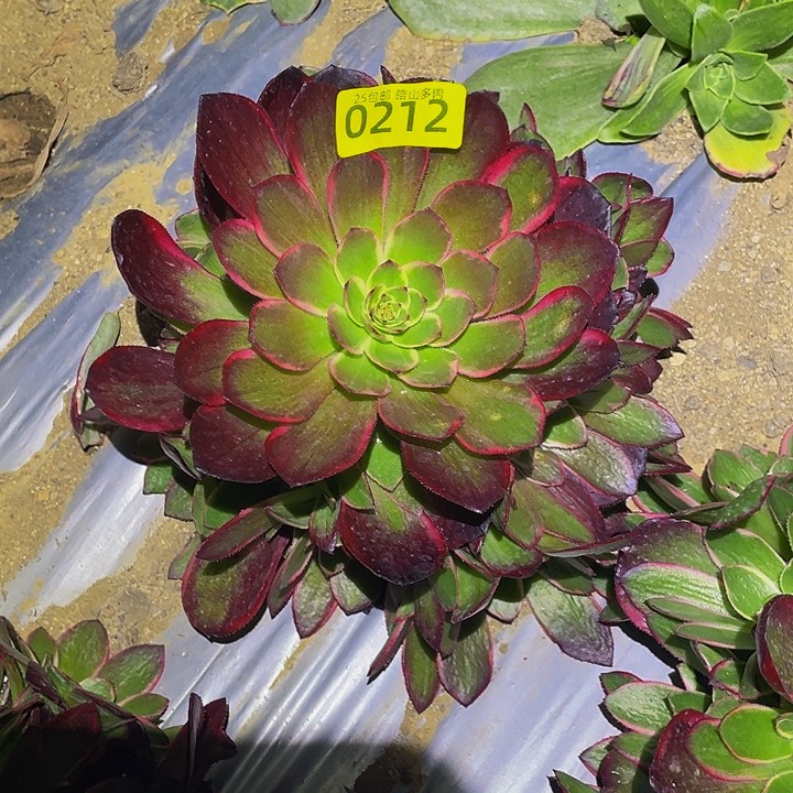 0212粉花妖多肉植物