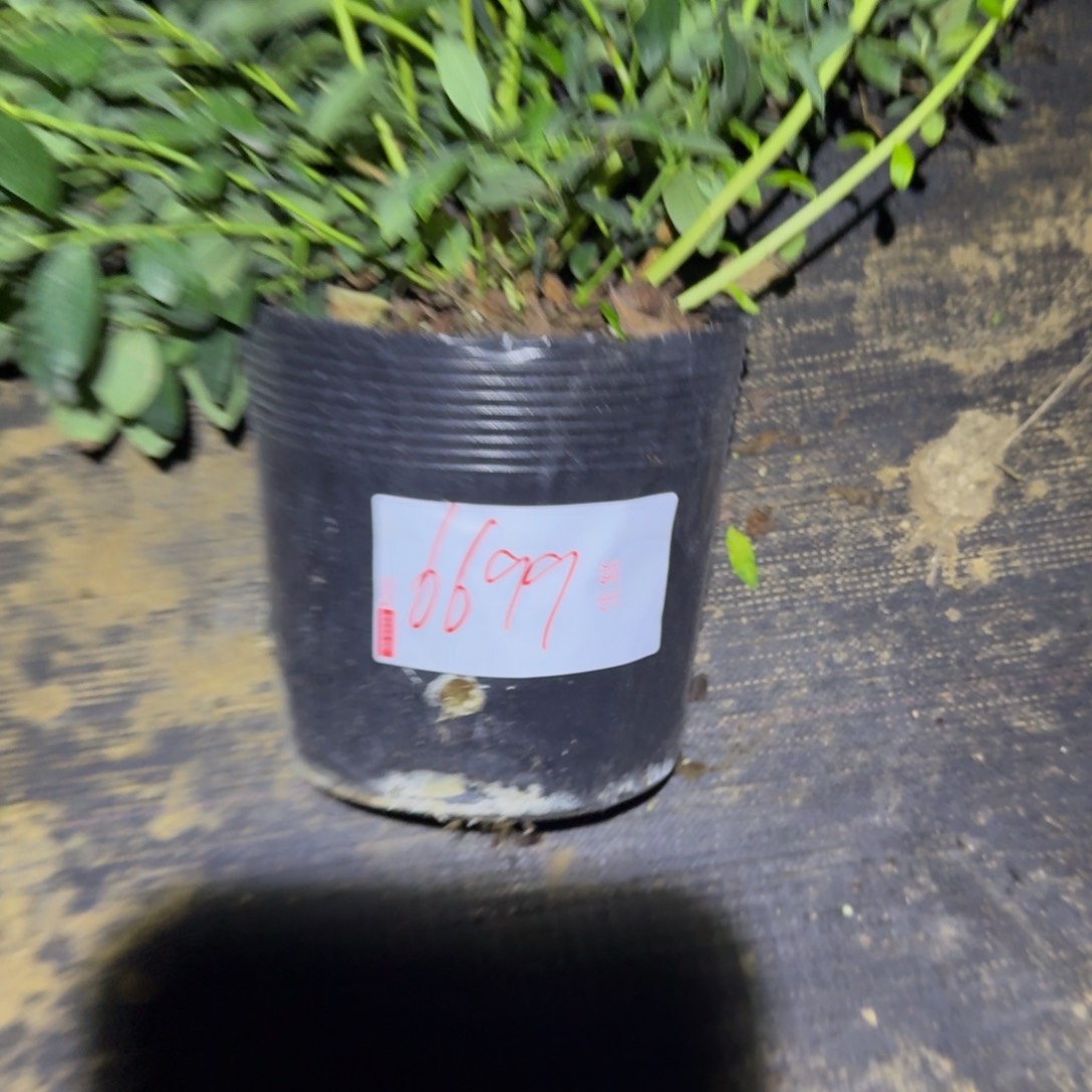 用***1超大f6一物一拍6699