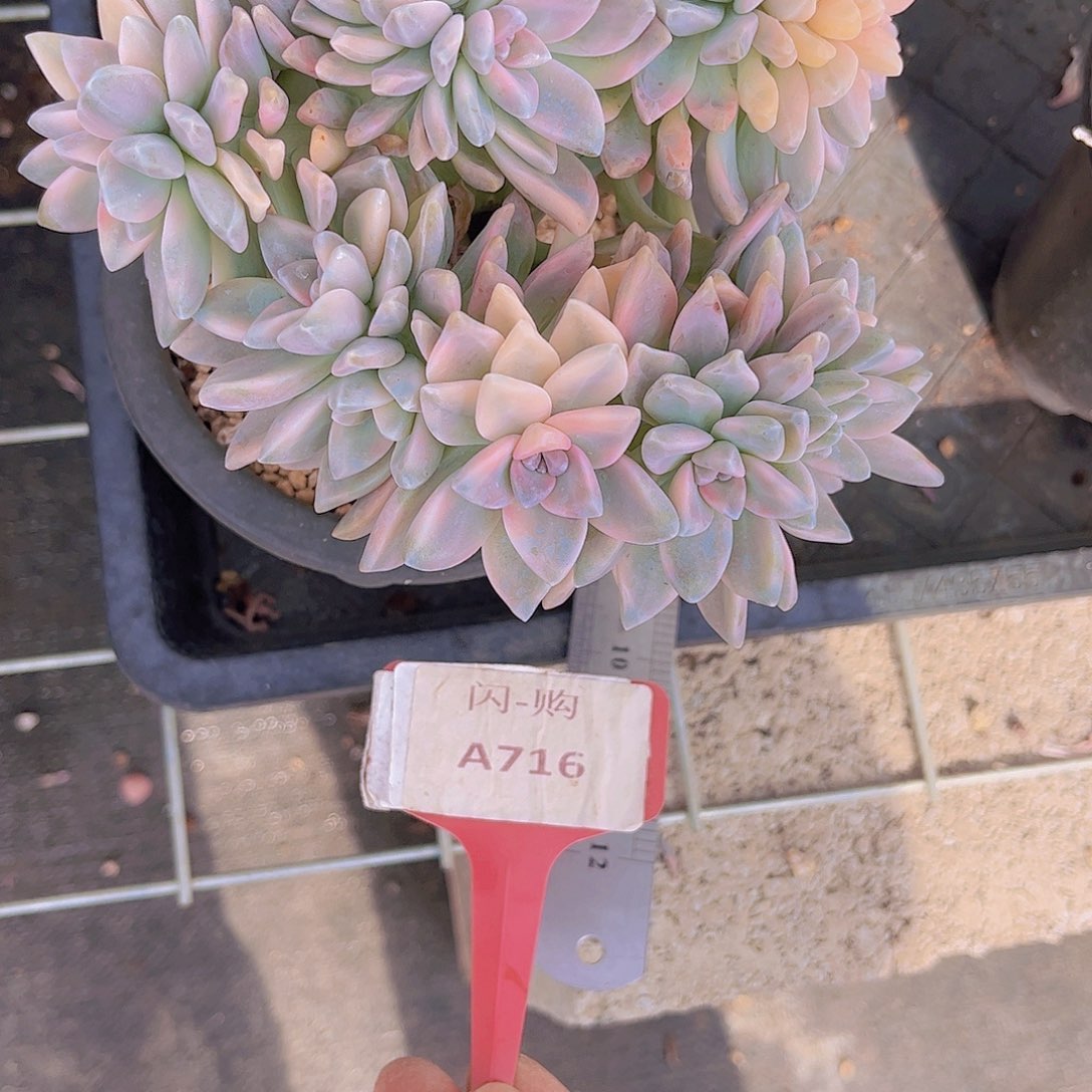 用***0淡雪锦缀化Ａ716号一颗