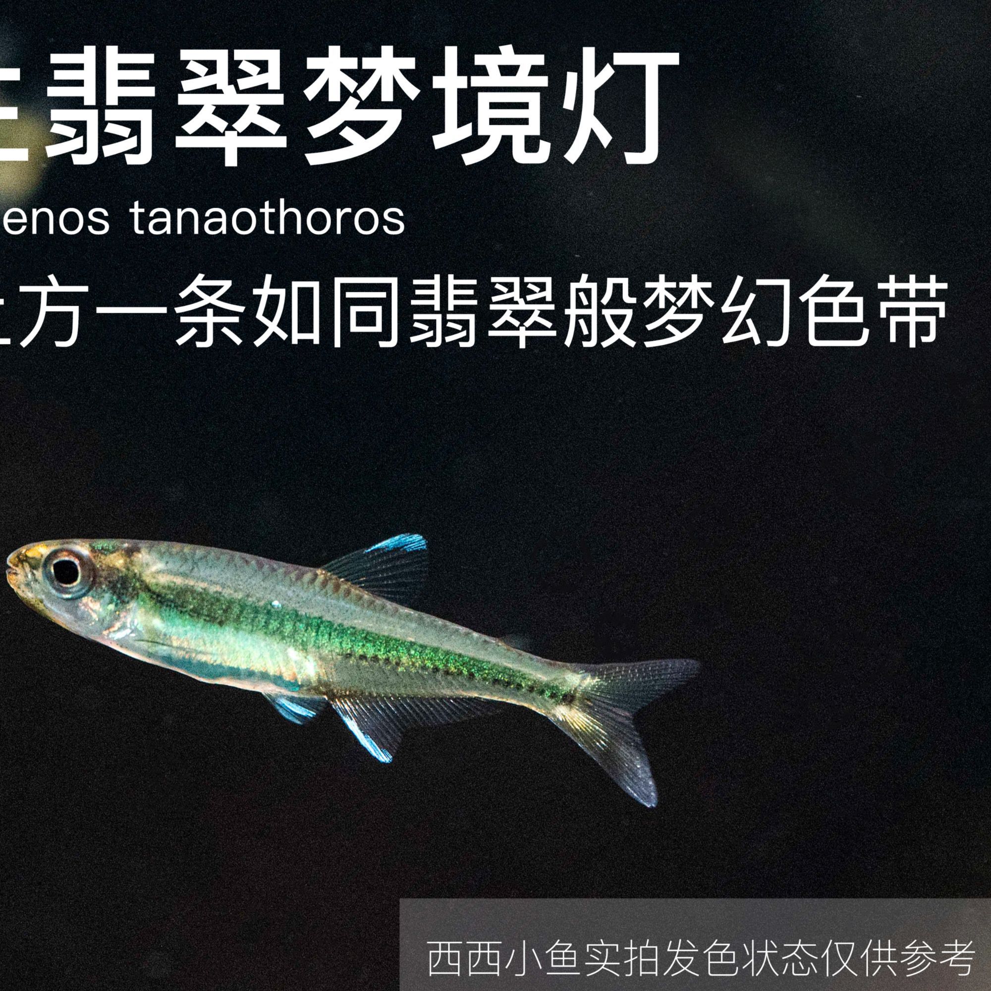 西西小鱼 翡翠梦境灯鱼 灯科鱼小鱼观赏鱼小型饲养混养活体 