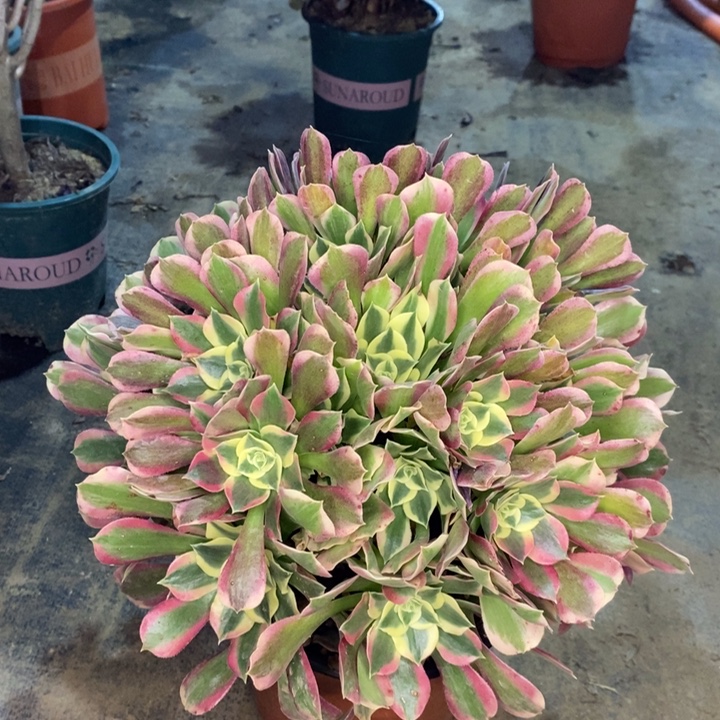 雨花石多肉植物5 