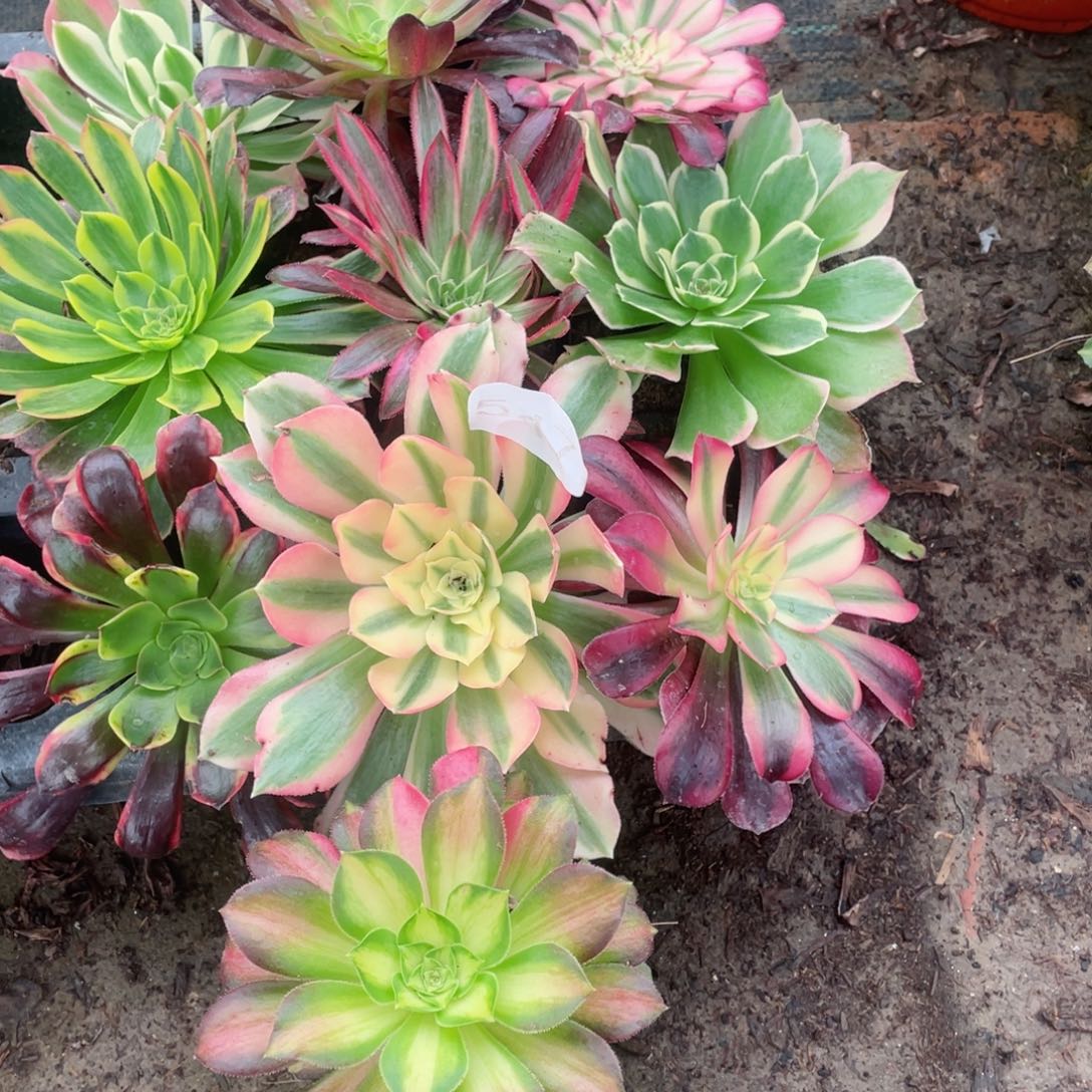 多肉植物组合10颗547