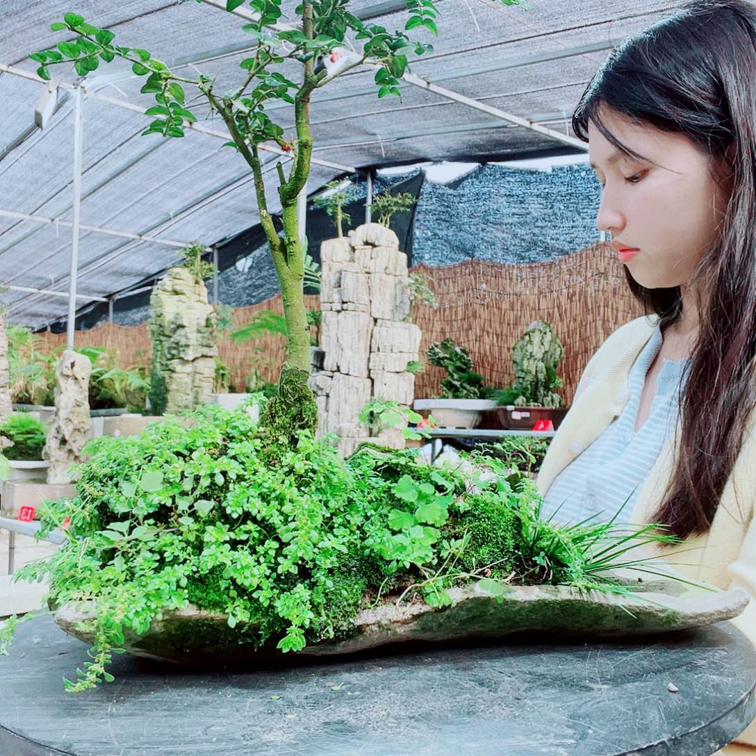 午***瑰当前无花栽培后可以开花