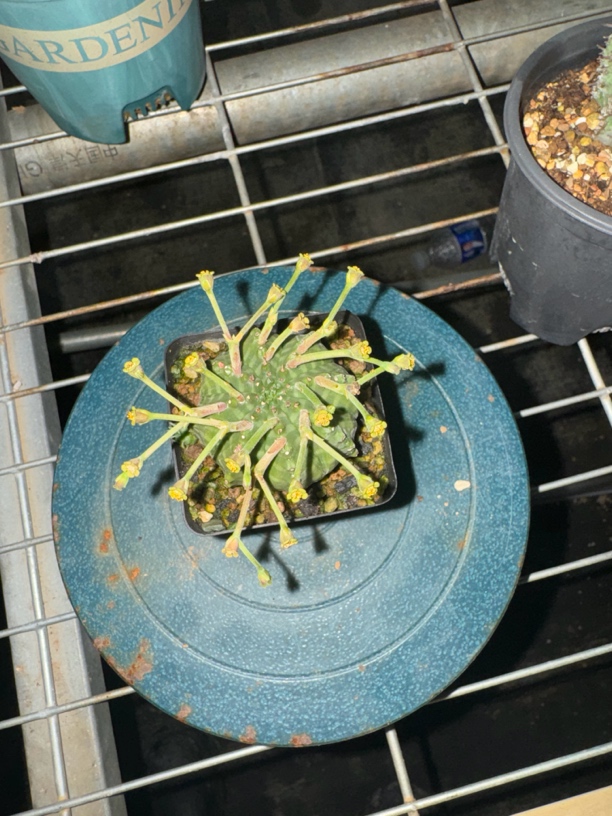 法利达多肉植物多肉