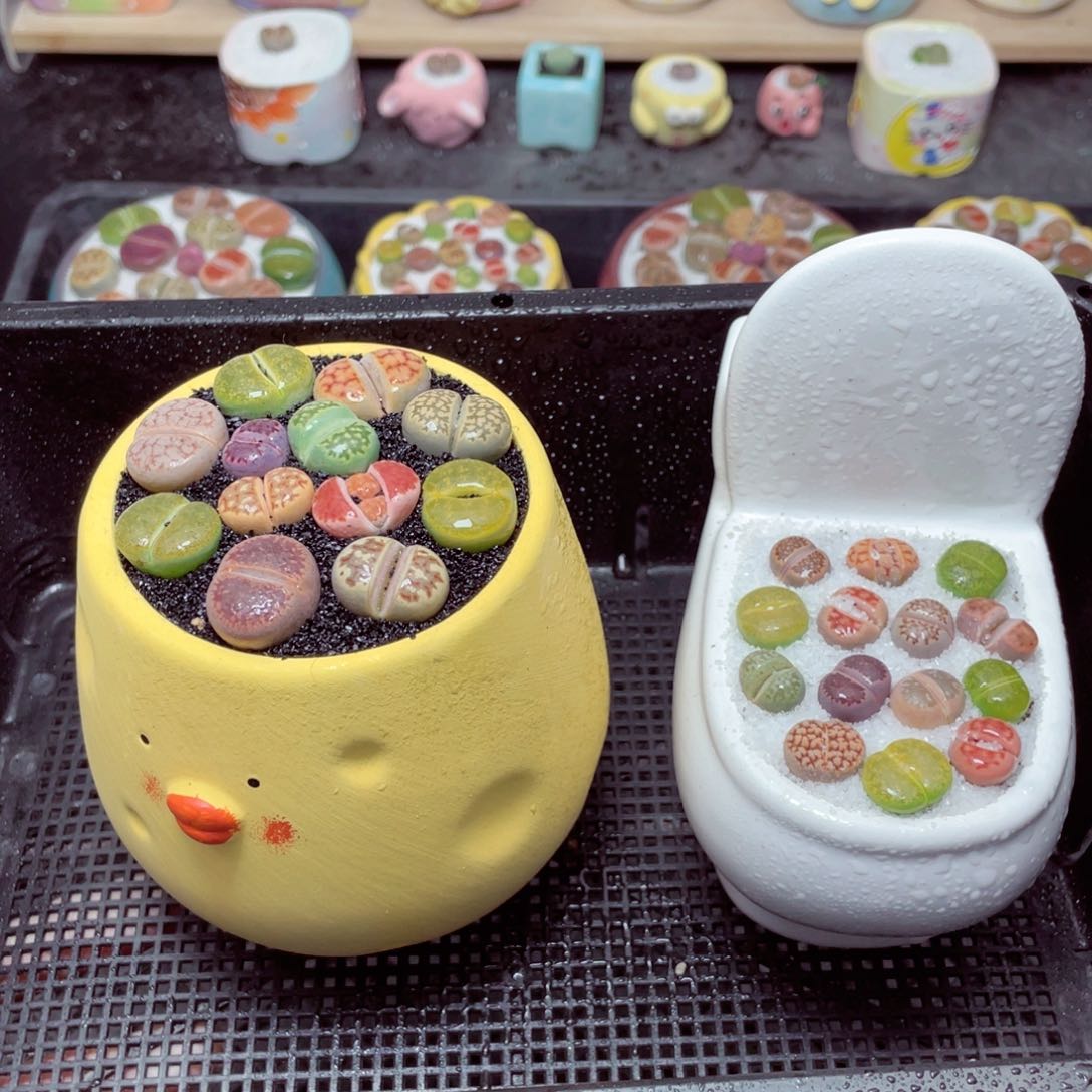 w1952 带盆土发货-零下地区拍保温箱