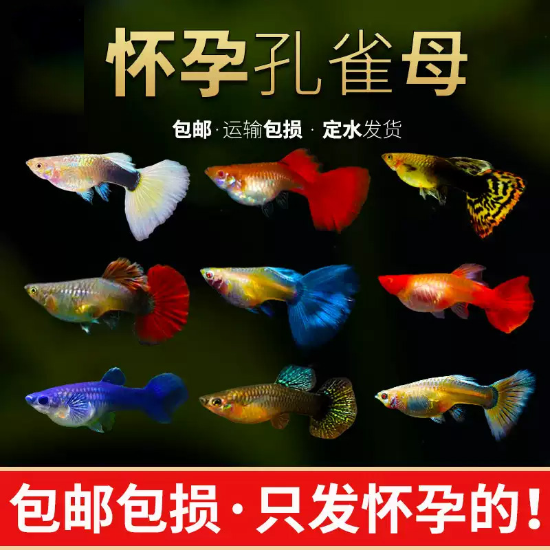 【渔场直播 专属链接】孔雀鱼带胎母鱼 10条装 2-3cm