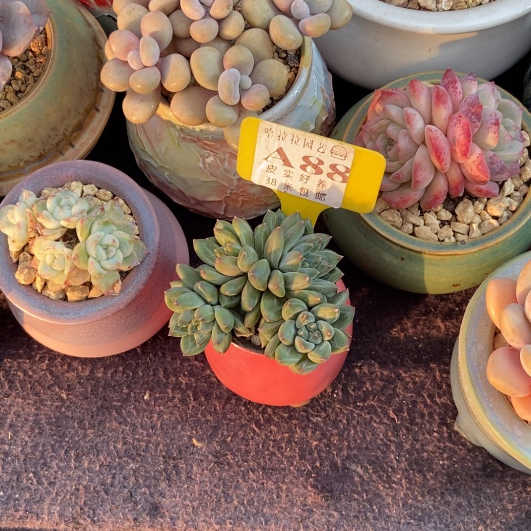 喵**喵多肉植物陨石