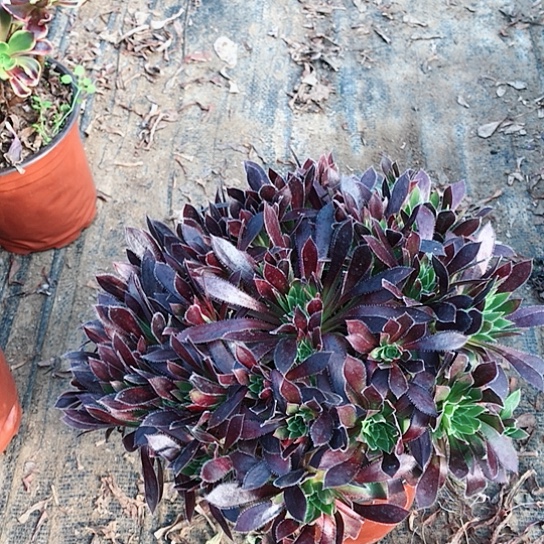 沉***默火凤凰法师多肉植物81