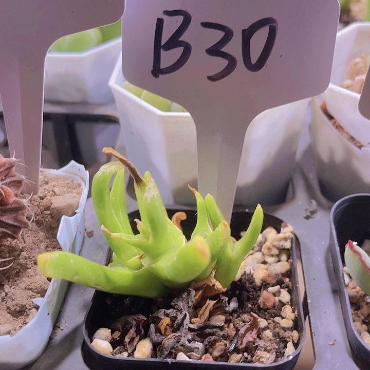 精品B30号带盆土发