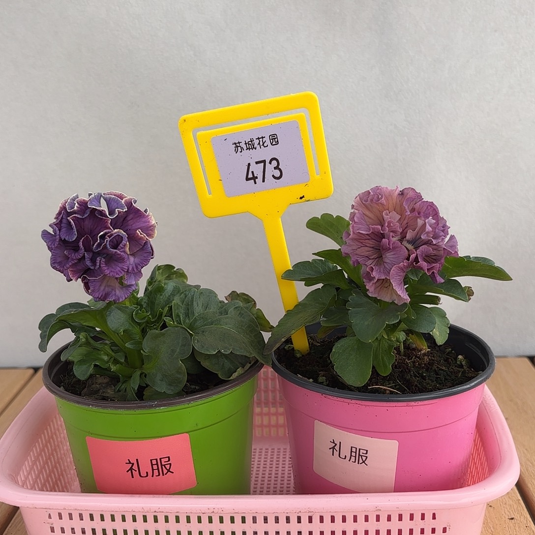 大部分开放少量花苞473