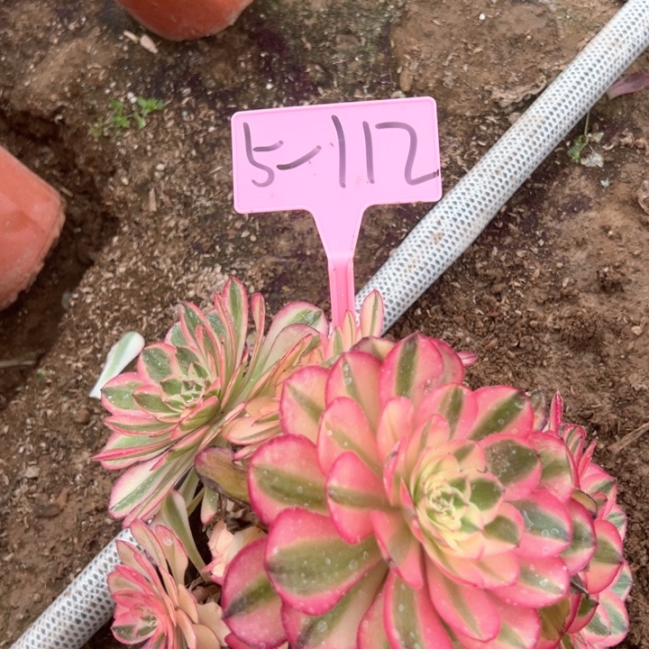 5-112荔枝多肉植物