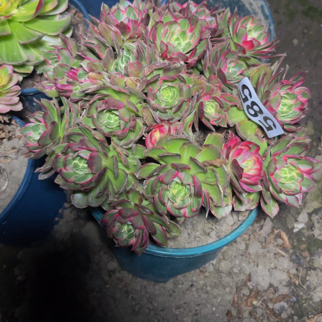 万花筒法师26//////19包邮