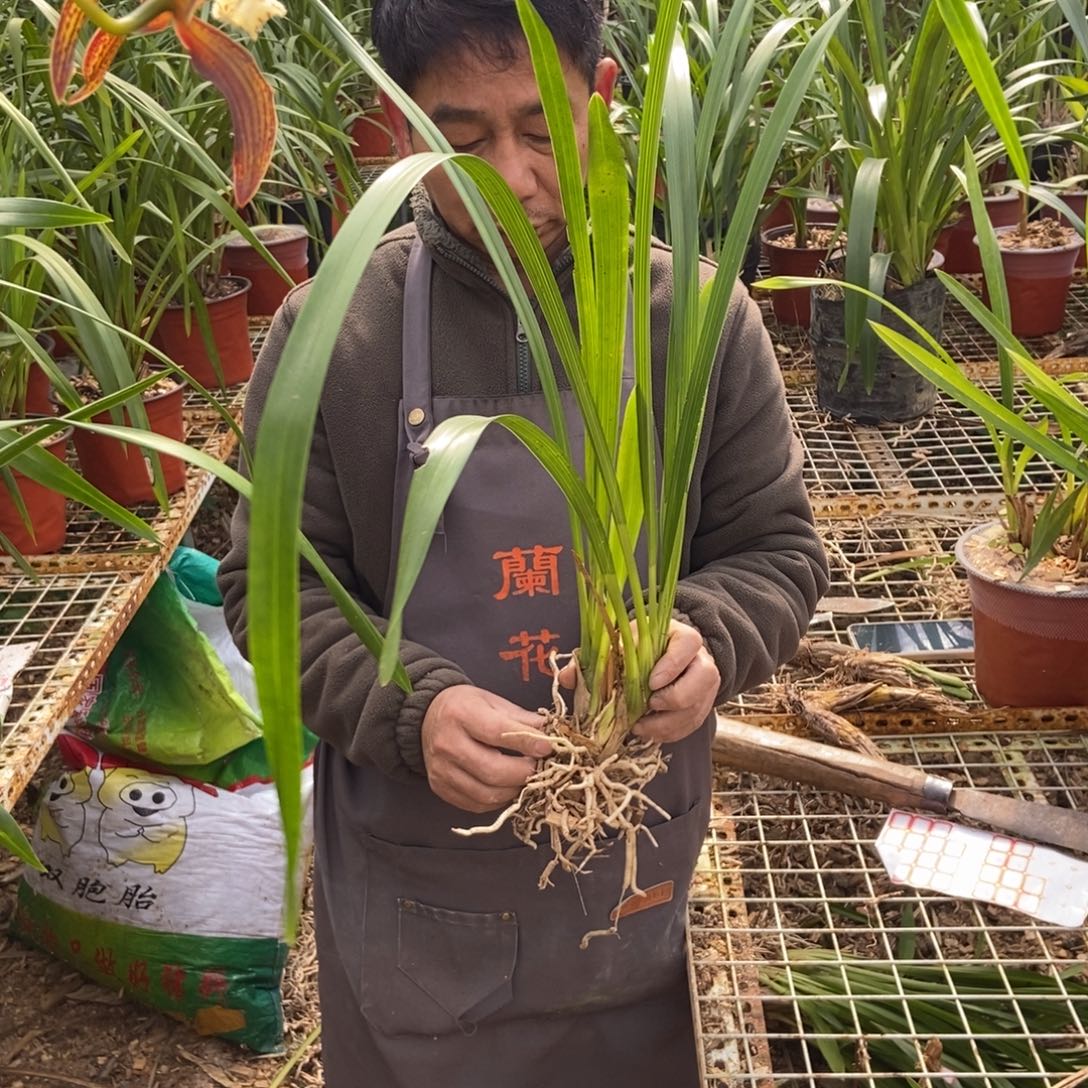 完全开放6红花藏香