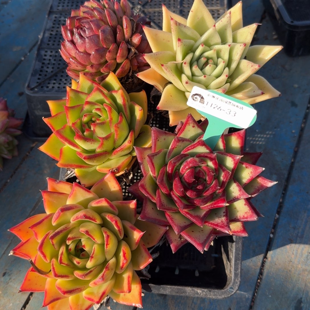 从前慢多肉精选编号1126.33