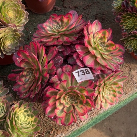 738月蝉朵朵多肉，