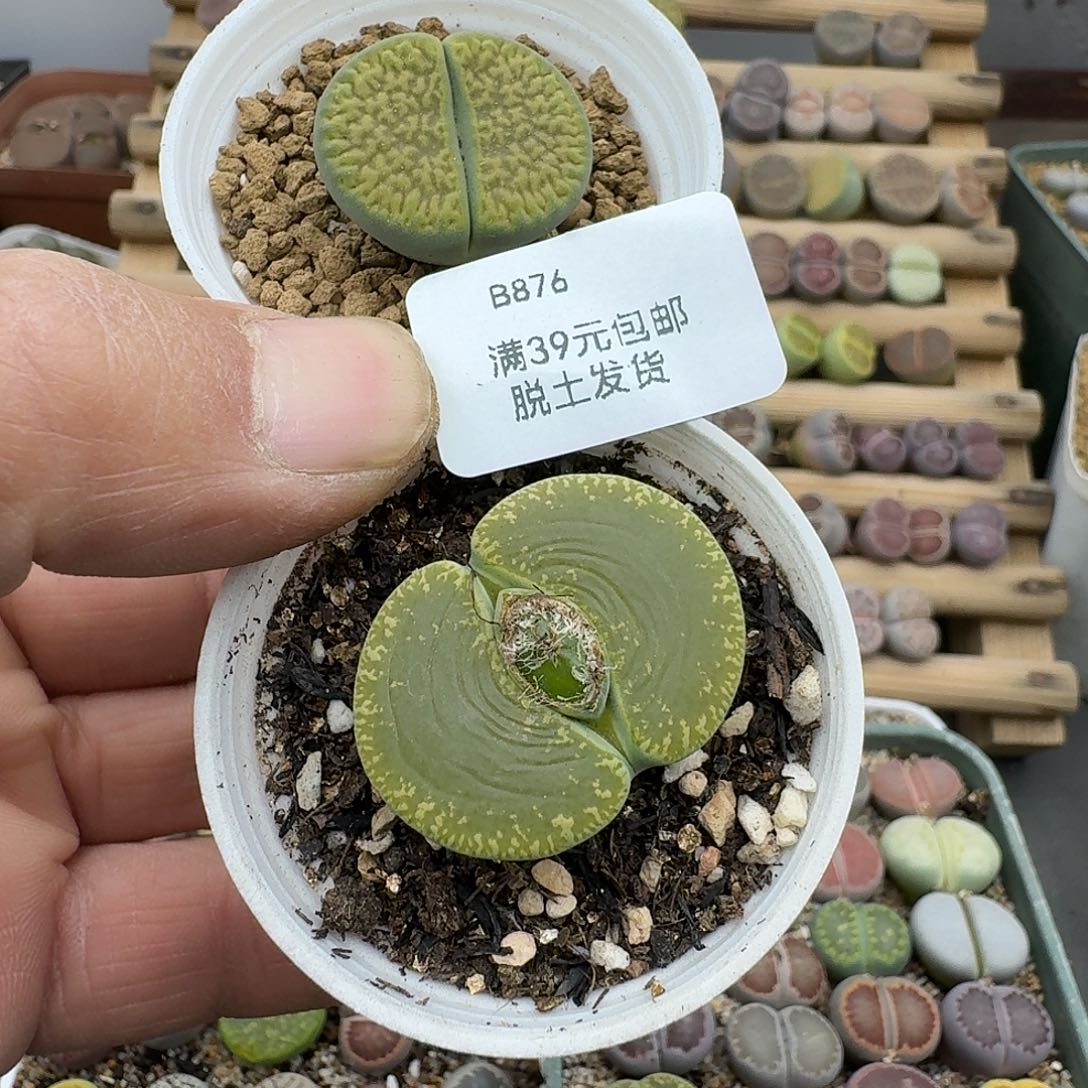 876多肉哈哈哈哈哈哈哈哈