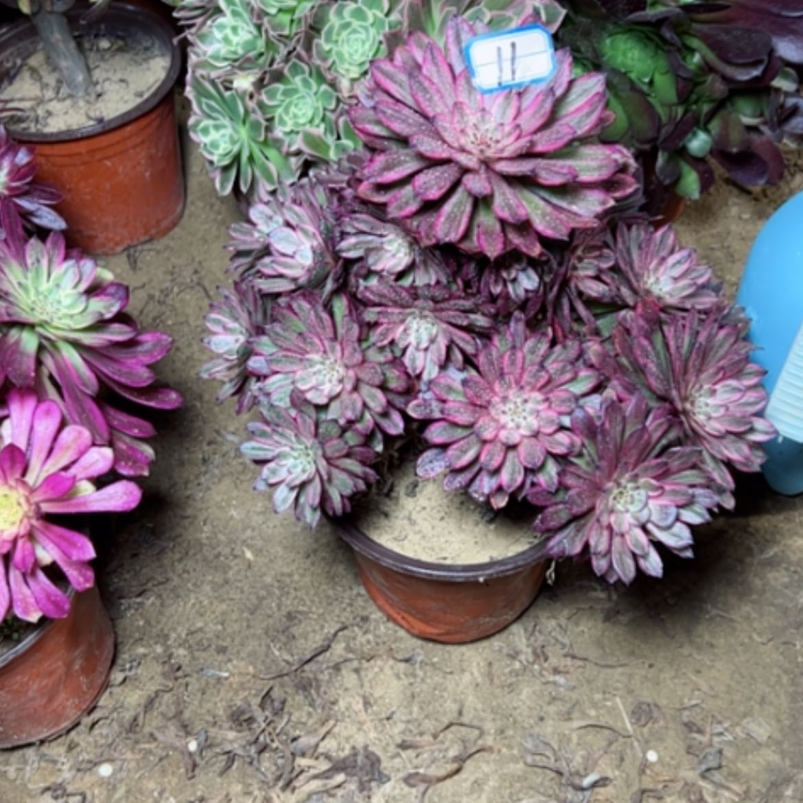 【闪购商品】多肉植物紫霞11