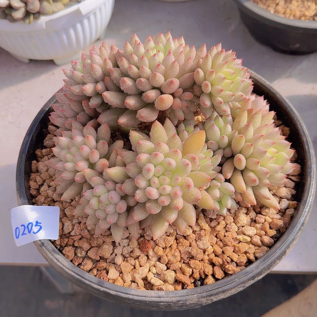 0205言子多肉植物