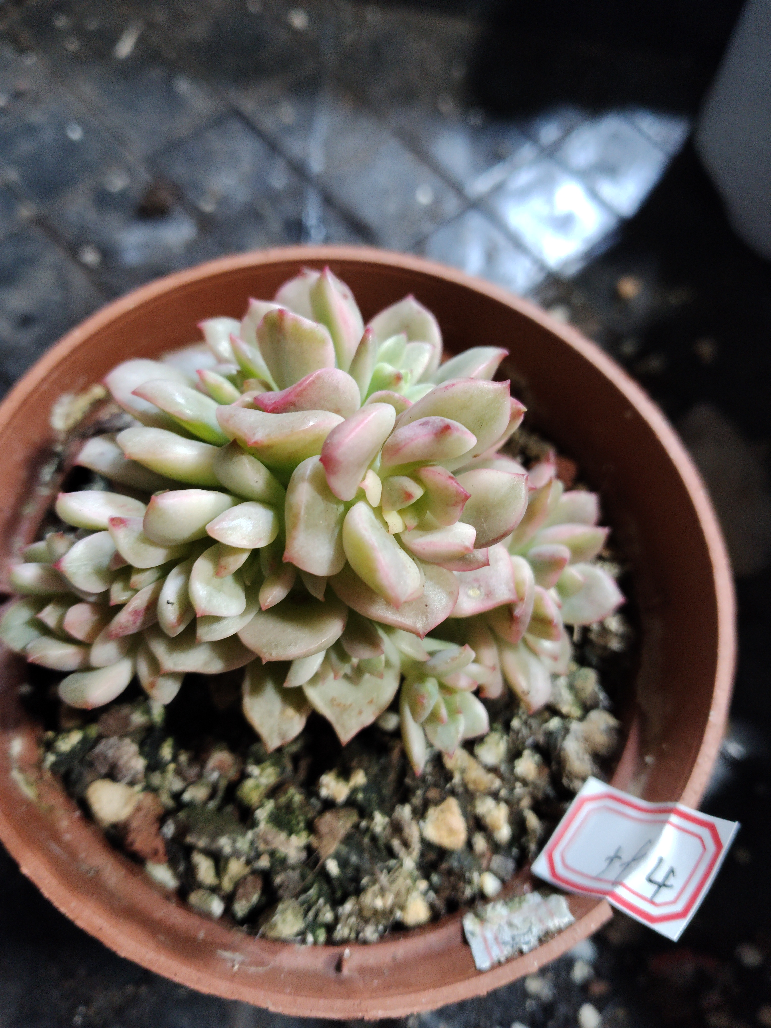 非偏远18包邮  一物一拍  10厘米盆 A594戴轮锦群