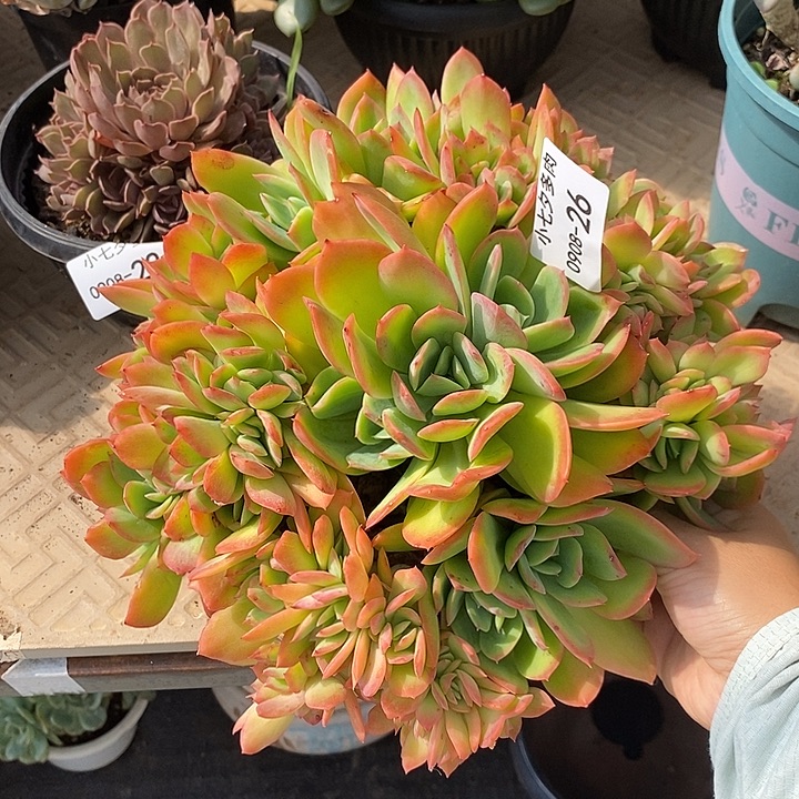 记得拍冷链绮罗26