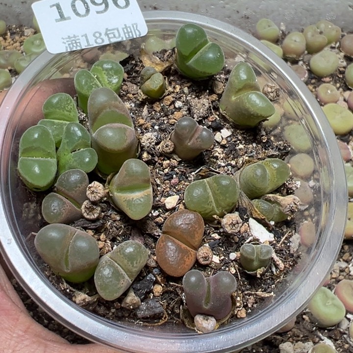 【闪购商品】1096。     