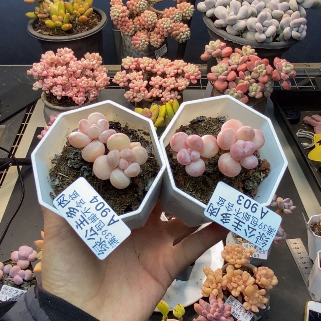 ②***西903。904萤火虫两颗