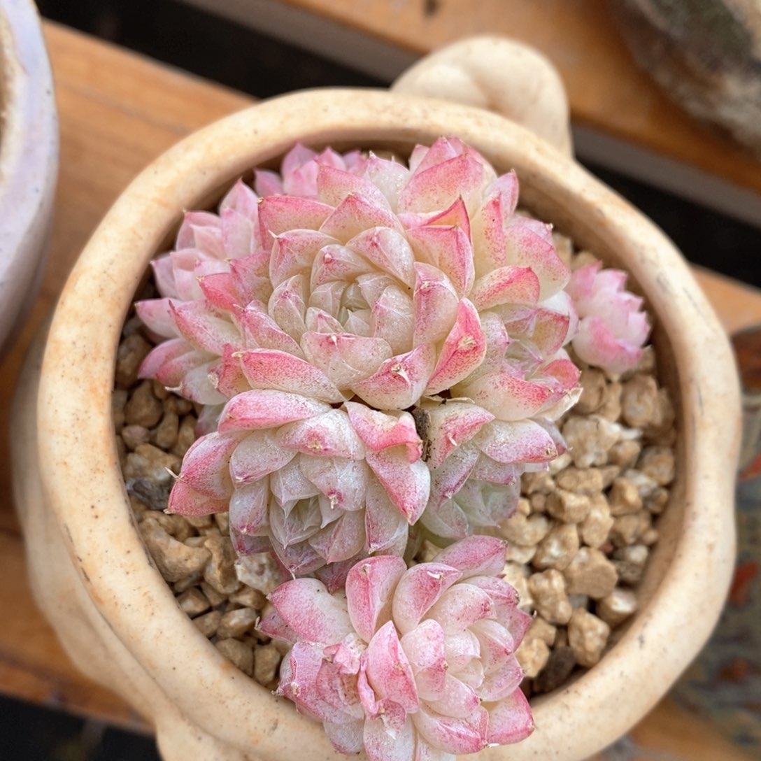 精品多肉一物一拍88