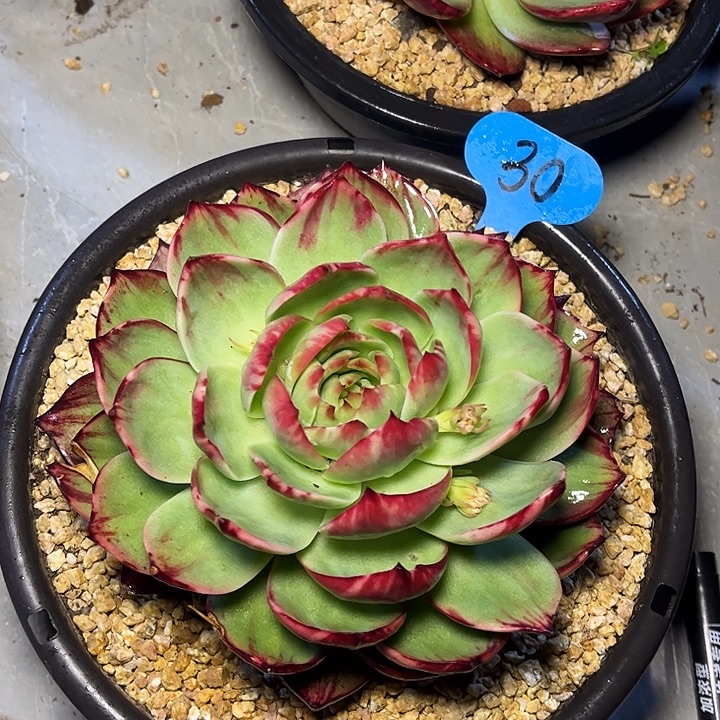 绯***王惊鸿仙子一物一拍，叶片瑕疵