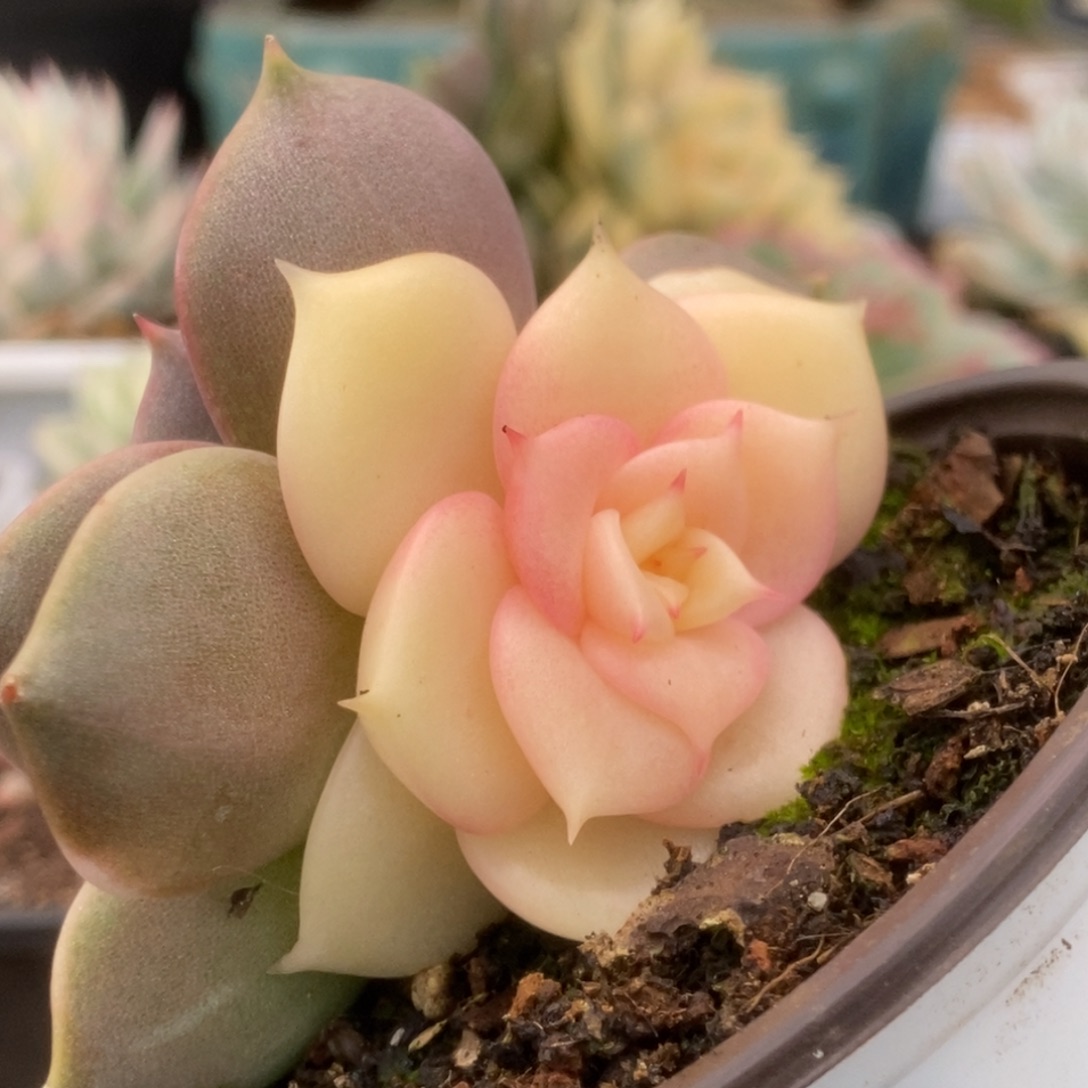 254贝加尔湖锦锦锦锦锦锦