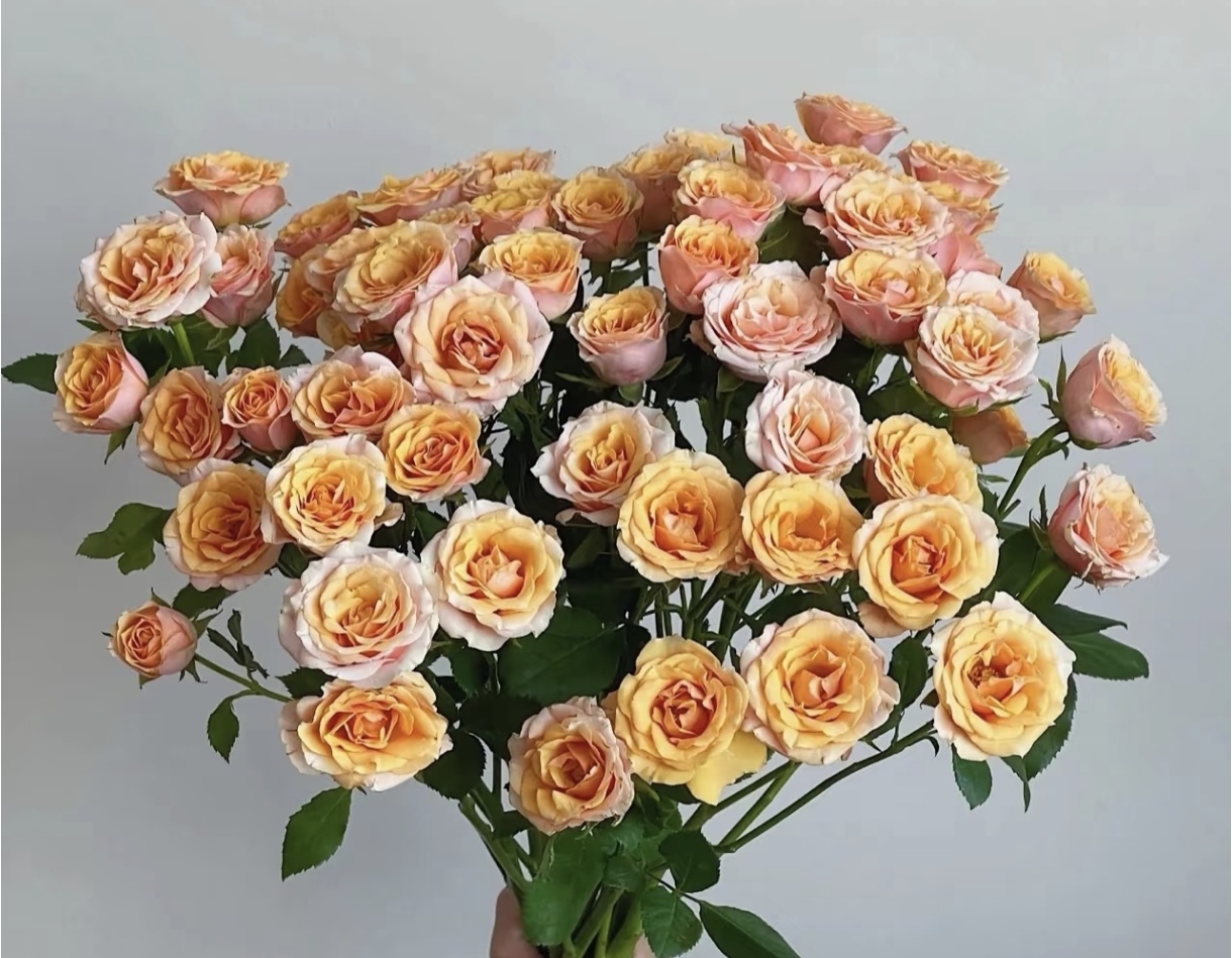 泡泡宝贝爱人10支云南基地直发家用水养鲜花插花