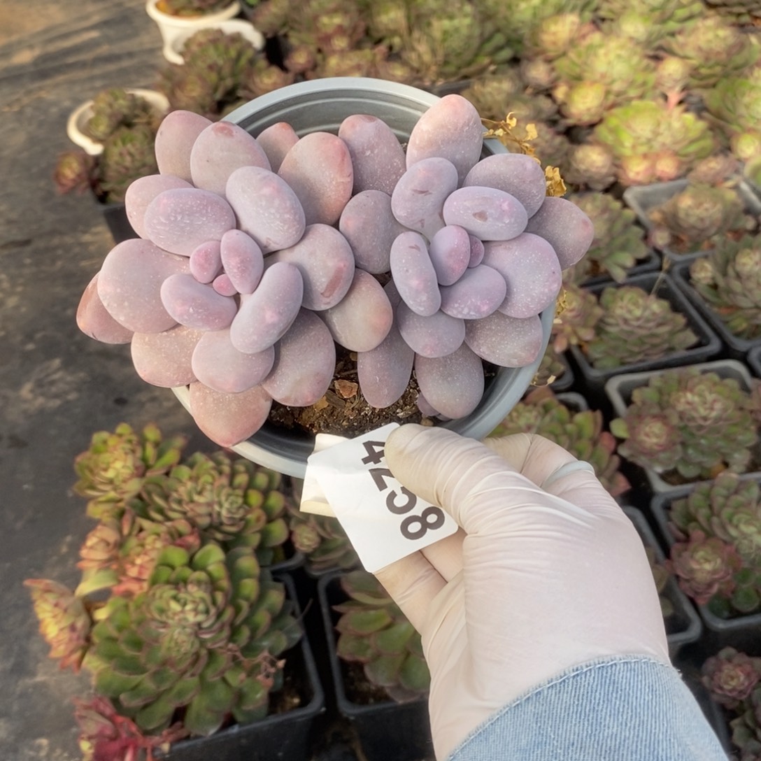 4258桃美人一物一拍