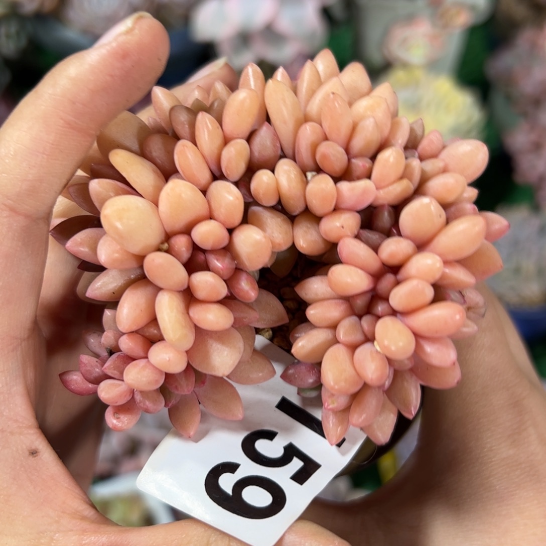 安***鼻159 多肉植物组合盆栽