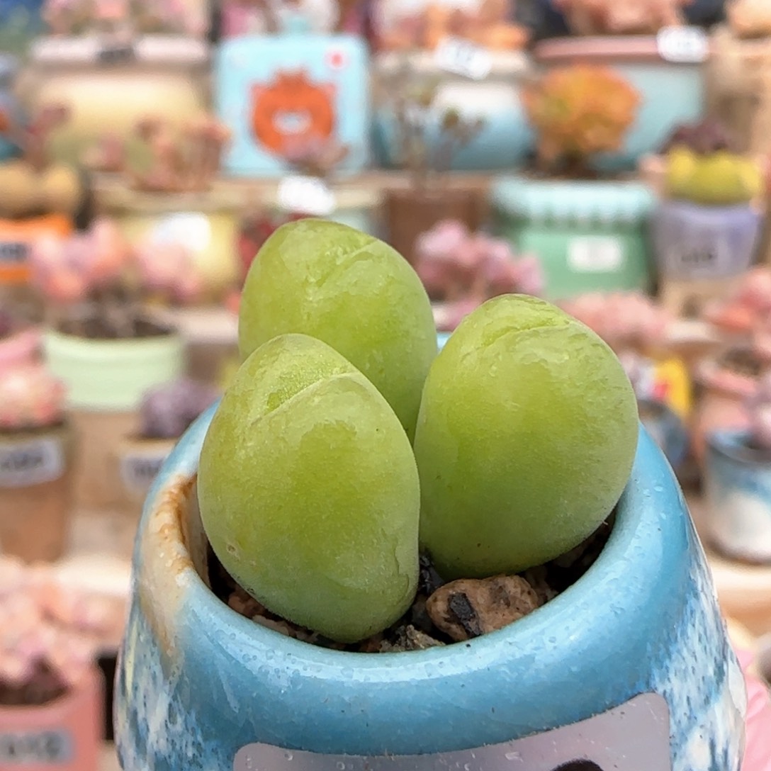 优选 毛翠滴一物一拍