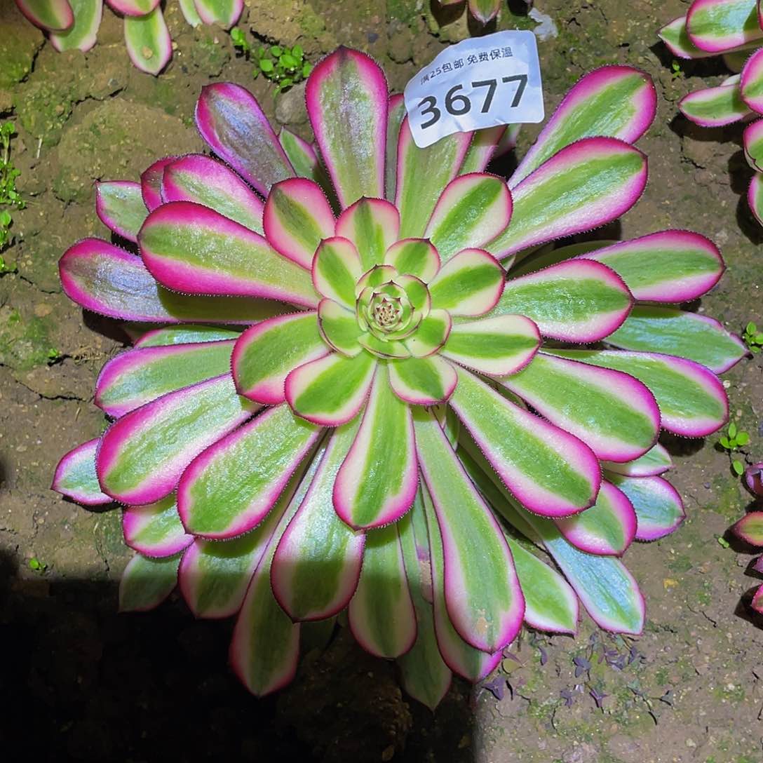 3677白月光多肉植物