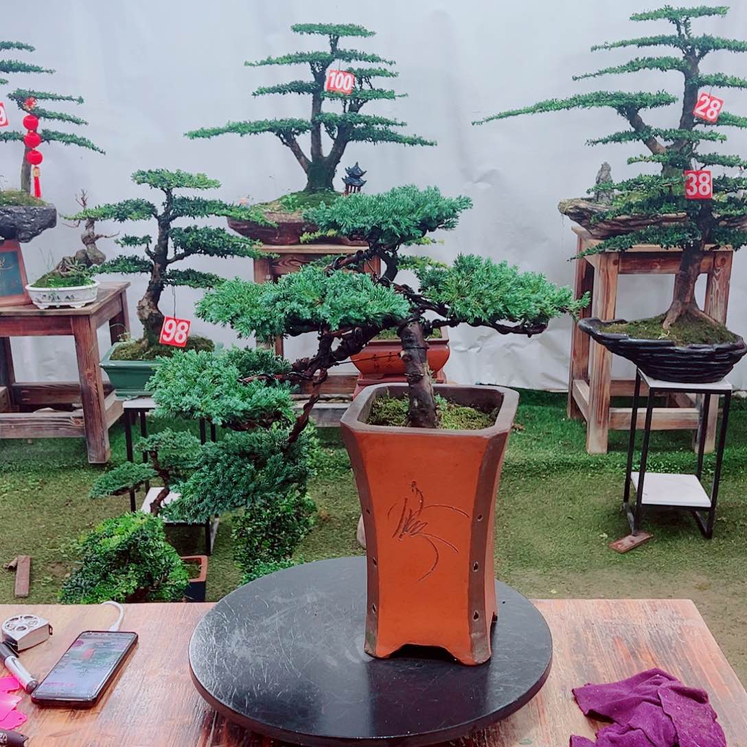 盆景柏树111111111