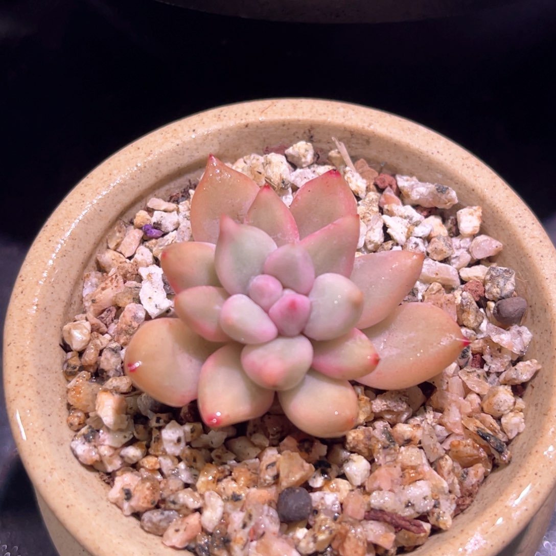 多肉特价红蜻蜓锦头盖