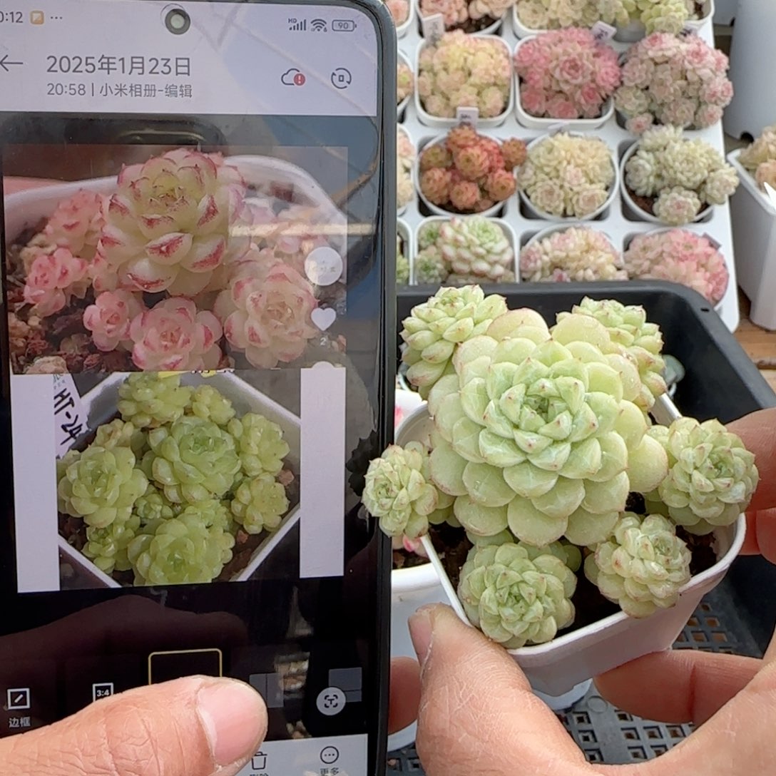 【闪购商品】0125-31（ht-24）