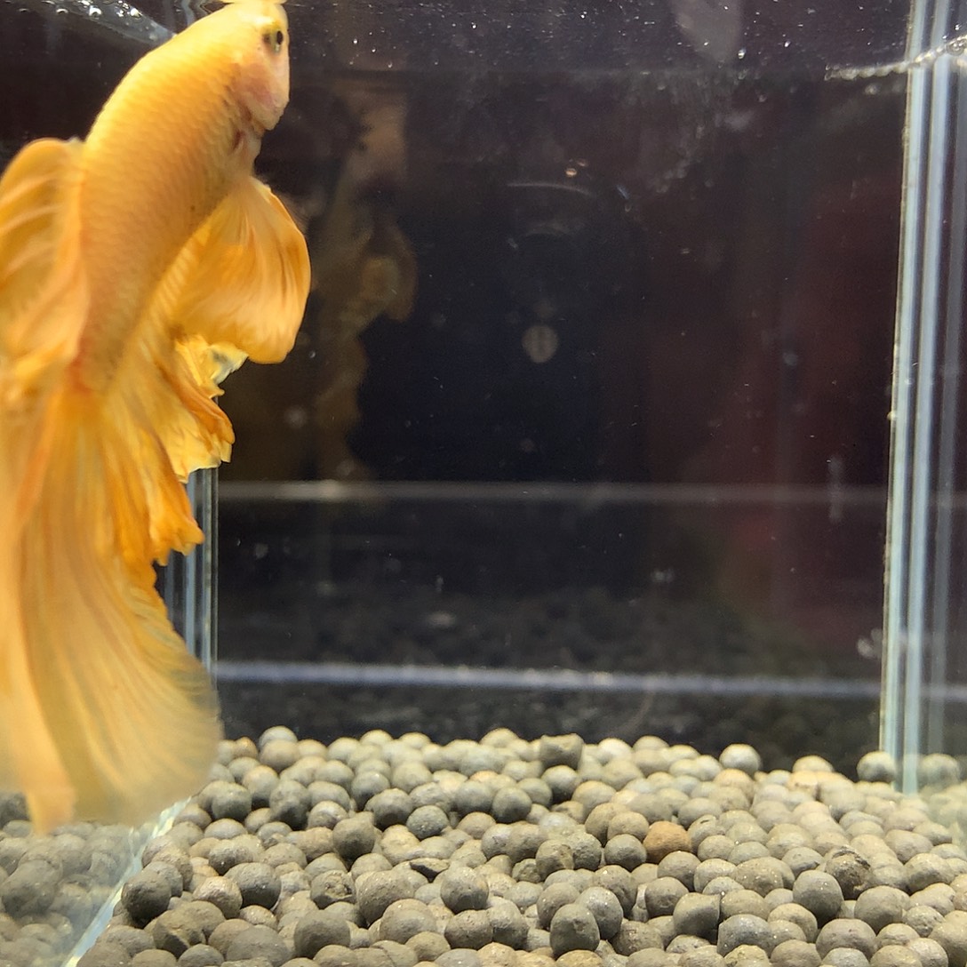 海水鱼七弟泰国斗鱼514