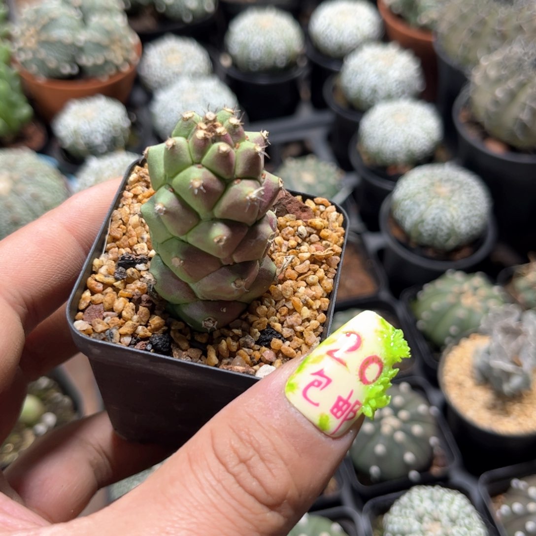 ?*✜24417一物一拍单头发货